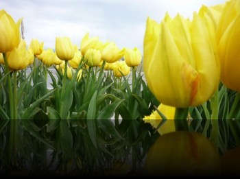 P1030239 (800x398)